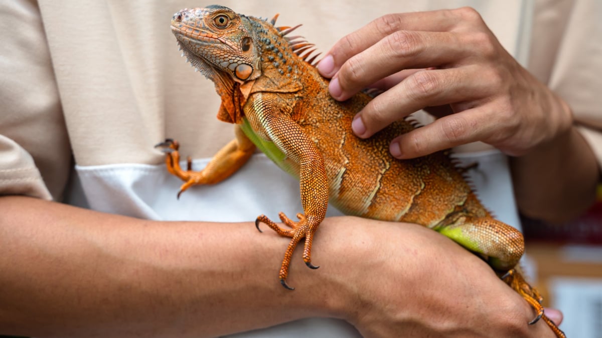 Illustration : "La reproduction chez l'iguane"