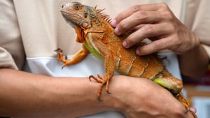 Illustration : "La reproduction chez l'iguane"