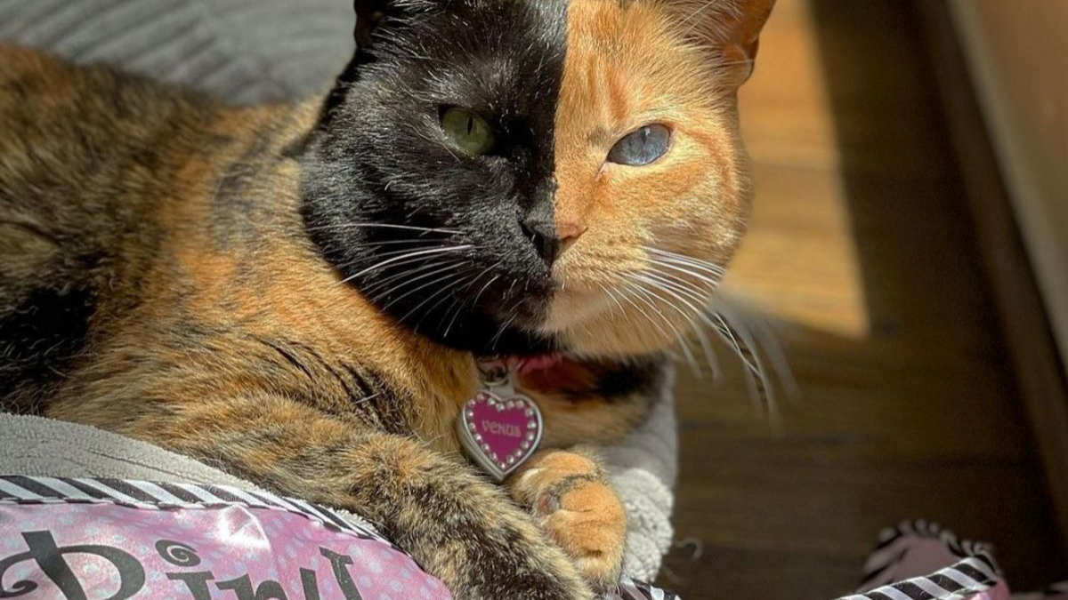 Illustration : "Avec son minois bicolore et ses yeux hétérochromes, cette chatte est devenue une star sur Internet (vidéo)"