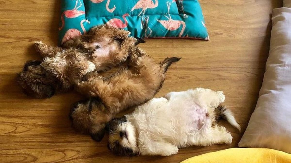 Illustration : "20 photos irrésistiblement mignonnes d'un chiot dormant comme un humain"