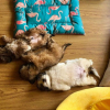 Illustration : 20 photos irr&eacute;sistiblement mignonnes d'un chiot dormant comme un humain