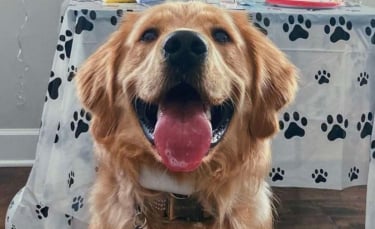 Illustration : "Une famille aime tellement son chien qu'elle lui organise une fête surprise pour son premier anniversaire ! (Vidéo)"