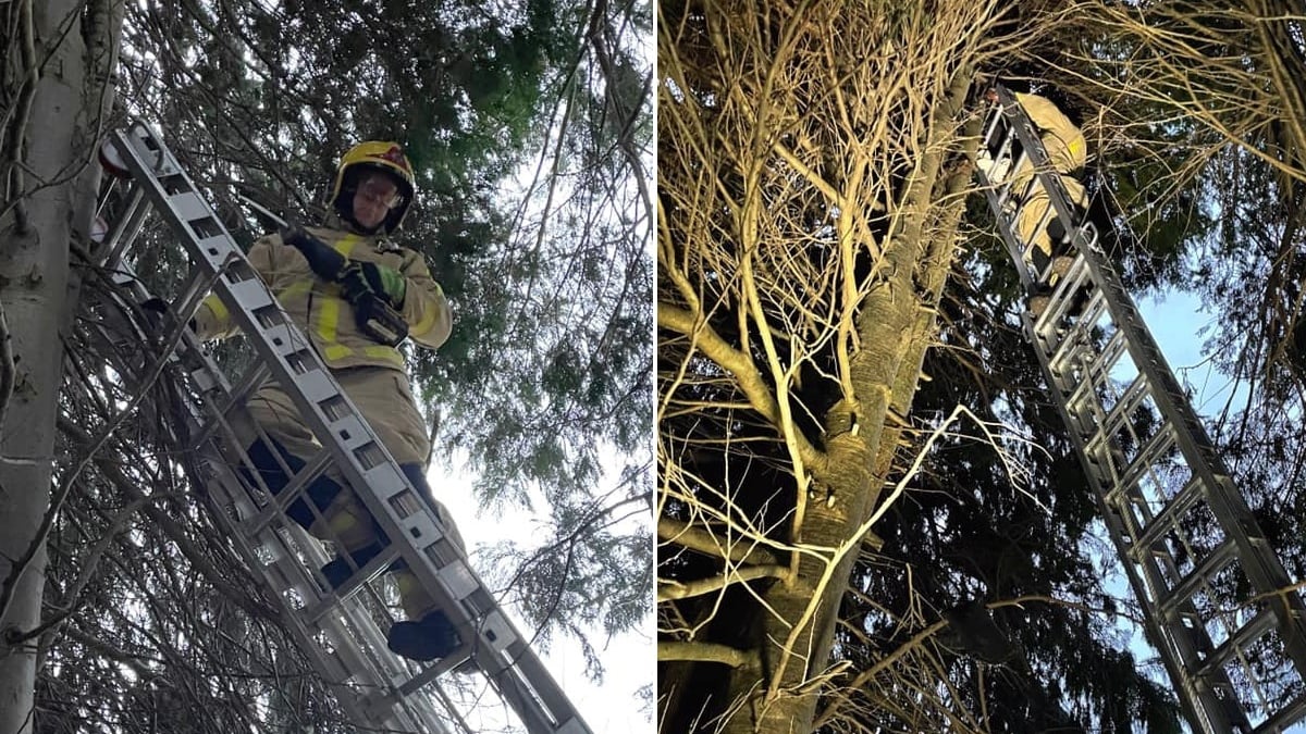 Illustration : "Après maintes tentatives de sauvetage infructueuses, les propriétaires d'un chat coincé dans un arbre appellent les pompiers"