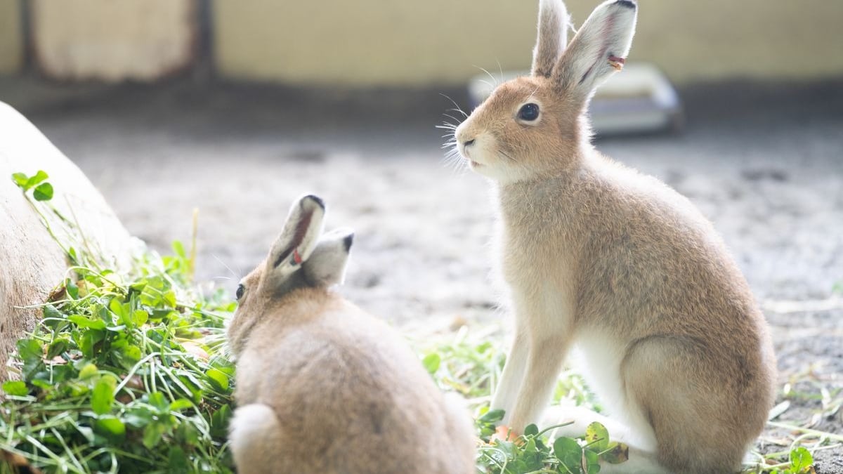 Illustration : "Les mélanges maison pour lapin"