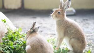 Illustration : "Les mélanges maison pour lapin"
