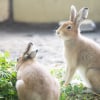 Illustration : Les mélanges maison pour lapin
