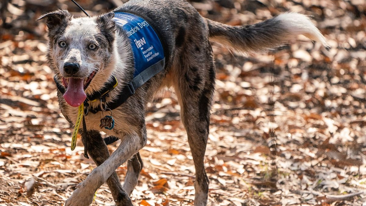 Illustration : "Un chien héroïque récompensé pour avoir contribué au sauvetage de 100 koalas piégés dans les forêts incendiées"