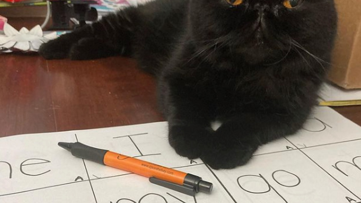 Illustration : "Ces 13 chats vérifient que leurs humains font correctement leurs devoirs à la maison"