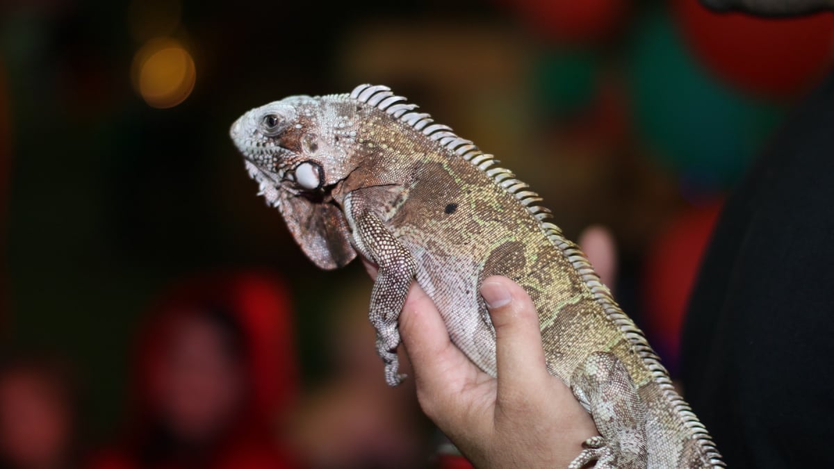 Illustration : "Soins et hygiène à apporter à un iguane"