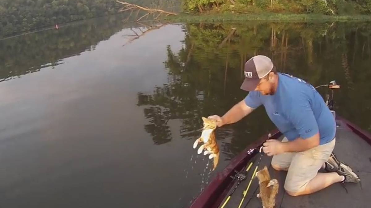 Illustration : "Ils pensent pêcher du poisson dans un lac, mais sont surpris de remonter... 2 chatons abandonnés ! (Vidéo)"