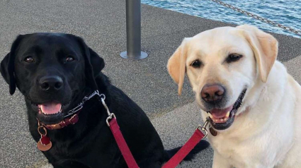 Illustration : Un Labrador bienveillant devient le chien d'assistance d'une femme et de sa chienne atteinte de surdité (vidéo)