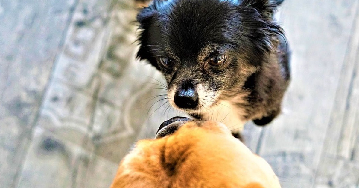 rencontre entre propriétaire de chiens