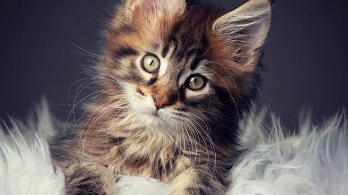 Illustration : "12 photos de chatons mignons qui prendront d'assaut votre coeur"