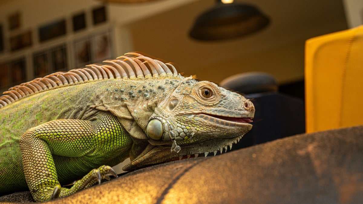 Illustration : "Le langage corporel de l'iguane"