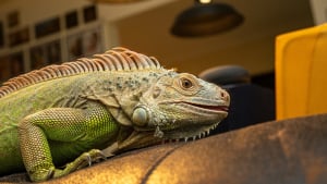 Illustration : "Le langage corporel de l'iguane"