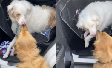 Illustration : "Pour attirer l'attention de son meilleur ami sourd et aveugle, ce chien lui fait un bisou esquimau ! (Vidéo)"