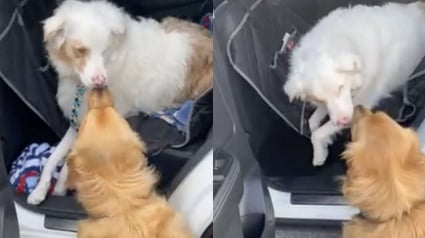 Illustration : Pour attirer l'attention de son meilleur ami sourd et aveugle, ce chien lui fait un bisou esquimau ! (Vidéo)