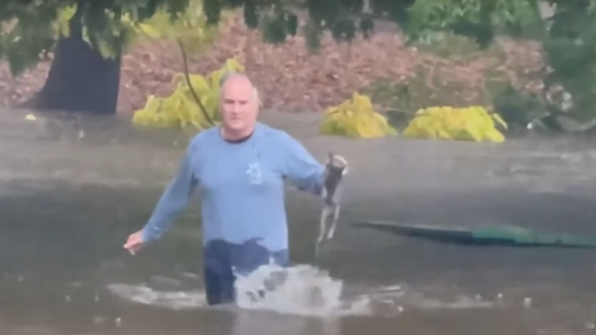 Illustration : "Un bon Samaritain brave les intempéries et traverse un parc inondé pour porter secours à un chat qui se noie (vidéo)"