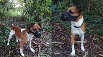 Illustration : Un homme abandonne son chien en l'attachant à un arbre. Sans nouvelles de son propriétaire, la SPA le propose à l'adoption