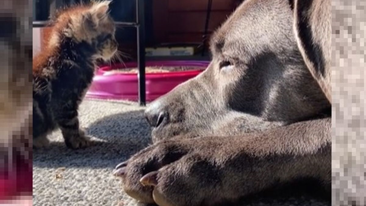 Illustration : "Malgré leur énorme différence de taille, ce Cane Corso et ce chaton sont fous l'un de l'autre (vidéo)"