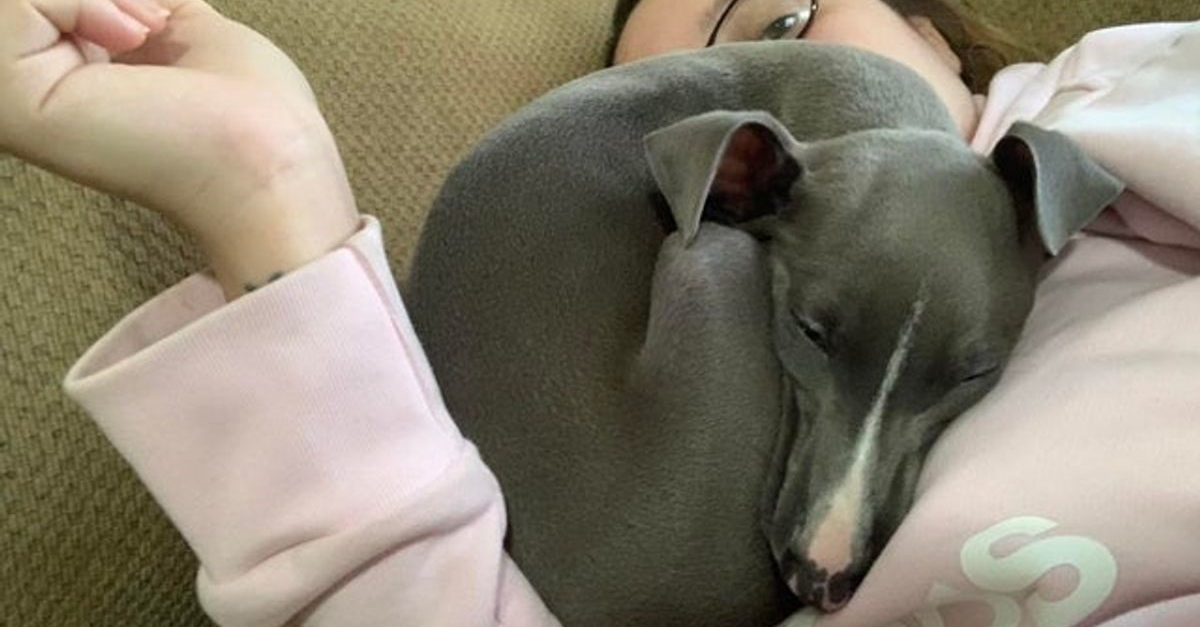 Photos De Petits Levriers Italiens A L Allure Delicate Et Fluette