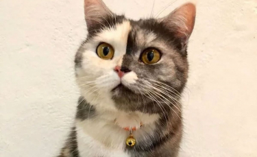 Illustration : "15 photos d'un chat chimère arborant un look unique"