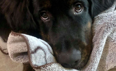 Illustration : "Un chien craintif n'ira nulle part sans sa couverture réconfortante qui l'aide à surmonter ses peurs"