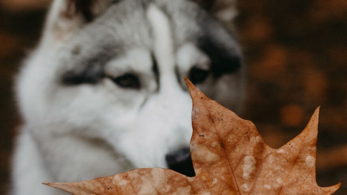 Illustration : "14 photos d'un Husky découvrant les couleurs de l'automne pour la première fois"
