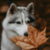 Illustration : 14 photos d'un Husky découvrant les couleurs de l'automne pour la première fois