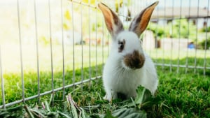 Illustration : "Faire un enclos pour son lapin"