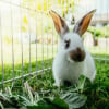 Illustration : Faire un enclos pour son lapin