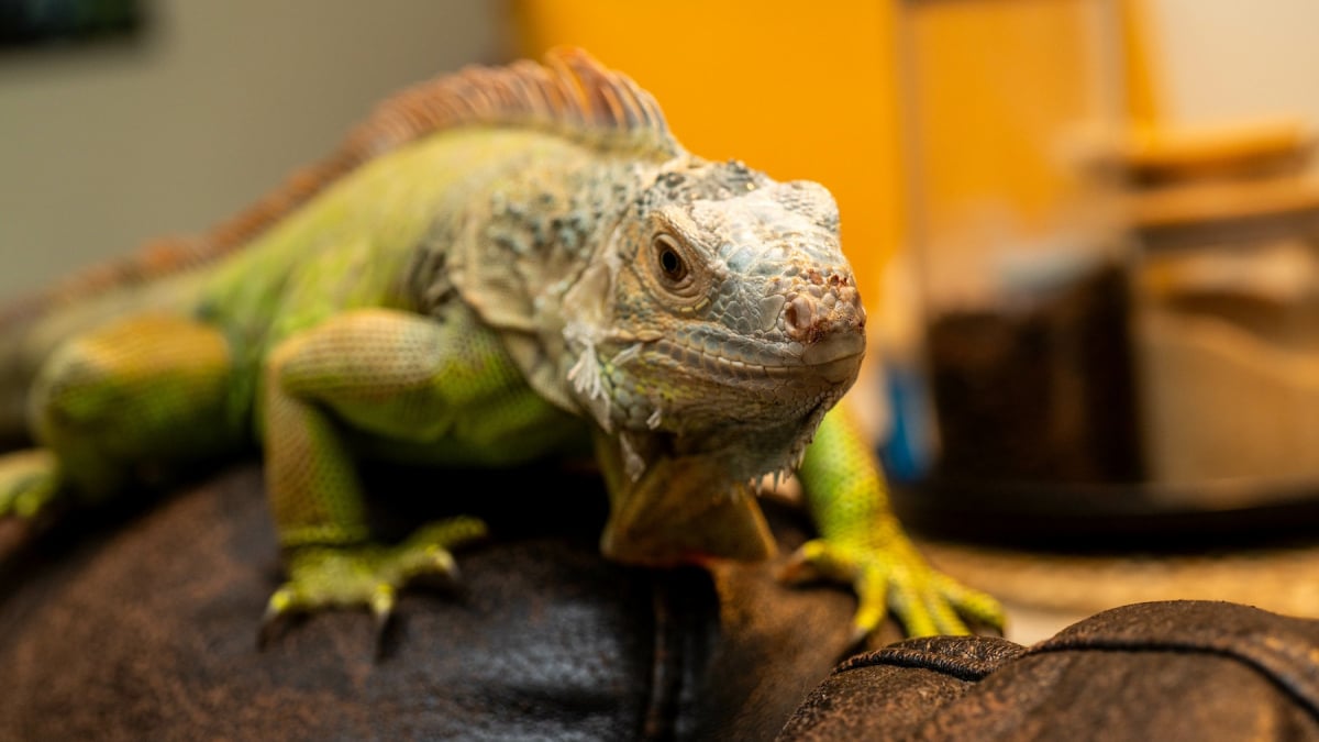 Illustration : "Comment apprivoiser un iguane ?"