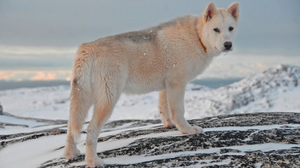 Illustration : Réchauffement climatique : au Groenland les éleveurs de chiens de traineau s'inquiètent de leur disparition