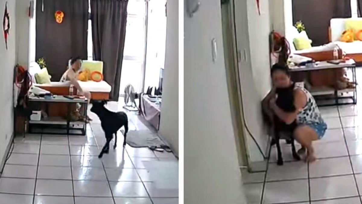 Illustration : "Lors d'un tremblement de terre, le premier réflexe de cette femme est de protéger son chien bien-aimé (vidéo)"