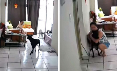 Illustration : "Lors d'un tremblement de terre, le premier réflexe de cette femme est de protéger son chien bien-aimé (vidéo)"