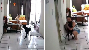 Illustration : Lors d'un tremblement de terre, le premier réflexe de cette femme est de protéger son chien bien-aimé (vidéo)