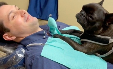 Illustration : "Un Bouledogue Français devient le meilleur assistant dentaire en aidant les patients à se détendre"