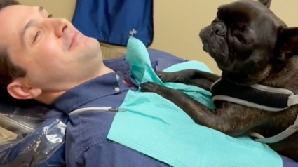 Illustration : Un Bouledogue Français devient le meilleur assistant dentaire en aidant les patients à se détendre