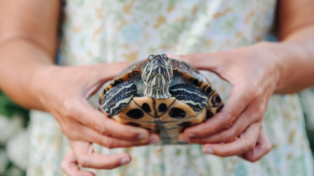 Illustration : "La tortue est-elle faite pour moi ?"