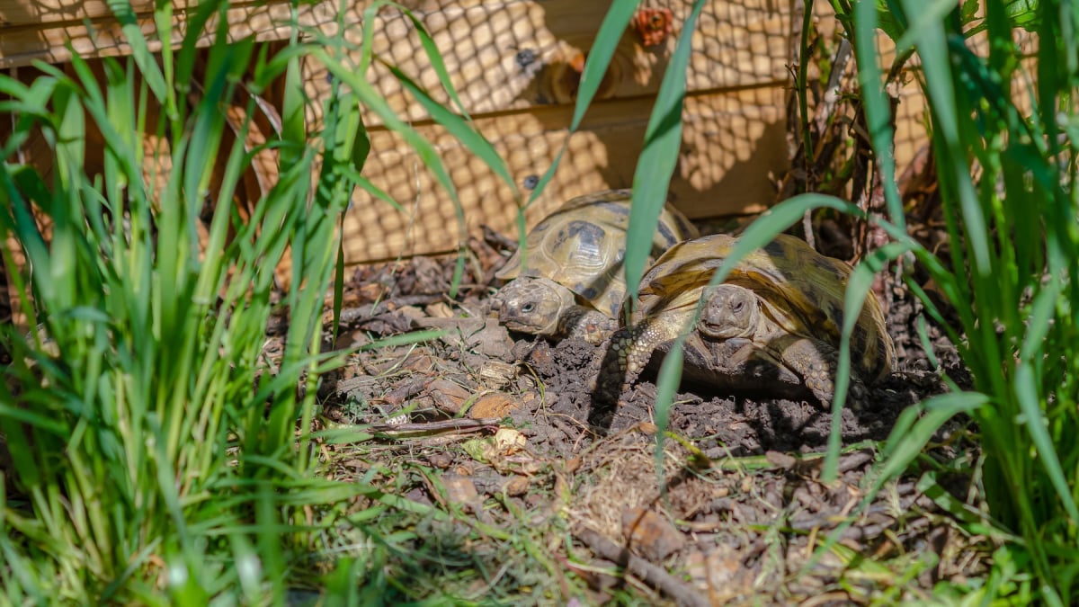 Illustration : "La cohabitation entre tortues"