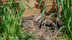 Illustration : "La cohabitation entre tortues"