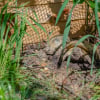 Illustration : La cohabitation entre tortues