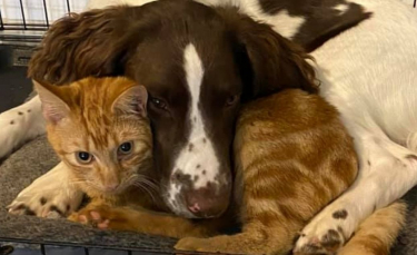 Illustration : "Ce duo inséparable est la preuve que l'amitié entre chat et chien existe !"
