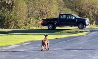 Illustration : "Après avoir été adopté, ce chien dévoué attend tous les jours devant la maison que son nouveau papa rentre du travail (vidéo)"