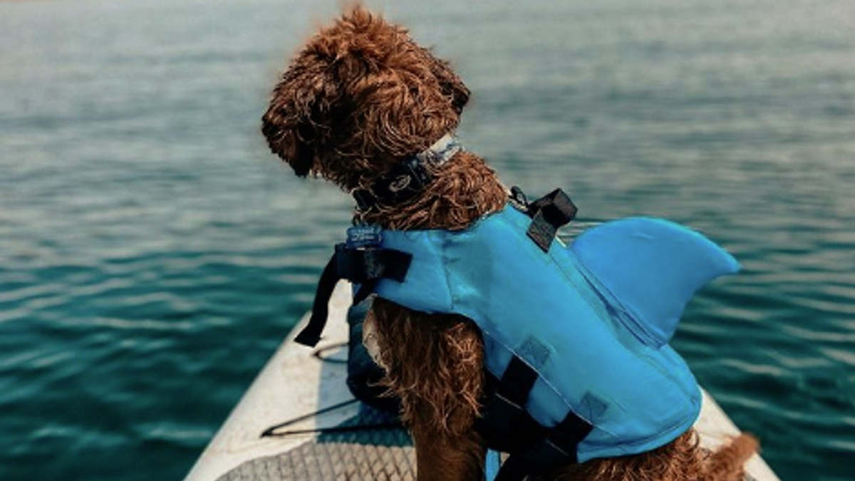 Illustration : "13 photos de chiens toujours prêts pour une balade au lac"