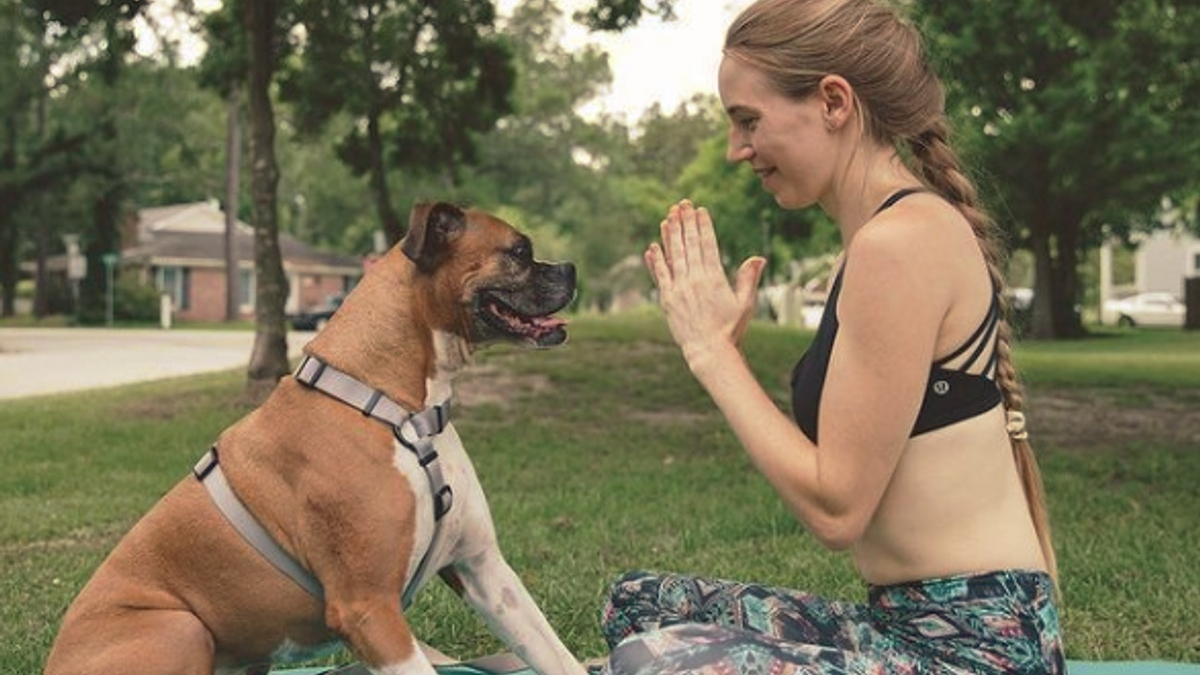 Illustration : "Ces 11 chiens sont de véritables pros du yoga !"