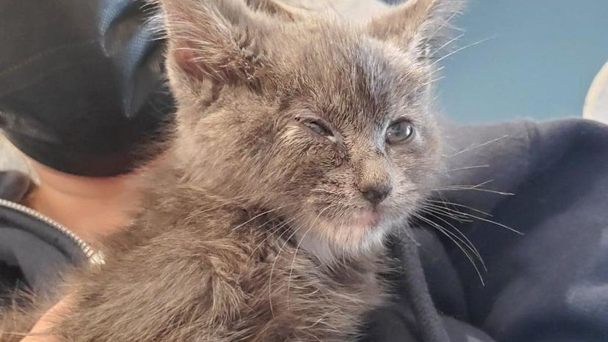 Illustration : "Un chaton enfermé dans un sac et retrouvé lors d'une tempête grave l'empreinte de sa patte dans le coeur de sa bienfaitrice"