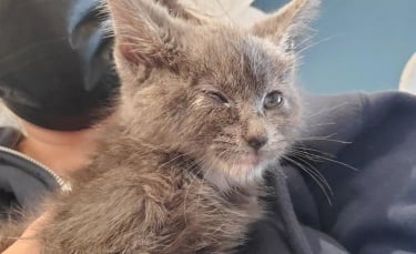 Illustration : "Un chaton enfermé dans un sac et retrouvé lors d'une tempête grave l'empreinte de sa patte dans le coeur de sa bienfaitrice"