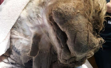 Illustration : "La nouvelle coupe de cheveux de ce chien enfoui sous plus de 6 kilos de poils change sa vie à jamais"