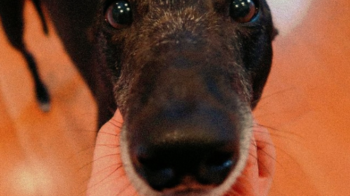 Illustration : "13 photos de chiens portant une magnifique fourrure noire"